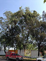 PRB0001 Eucalyptus camaldulensis.jpg