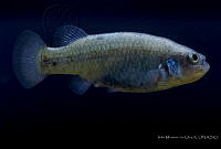 IMDOC2274 Characodon audax.jpg