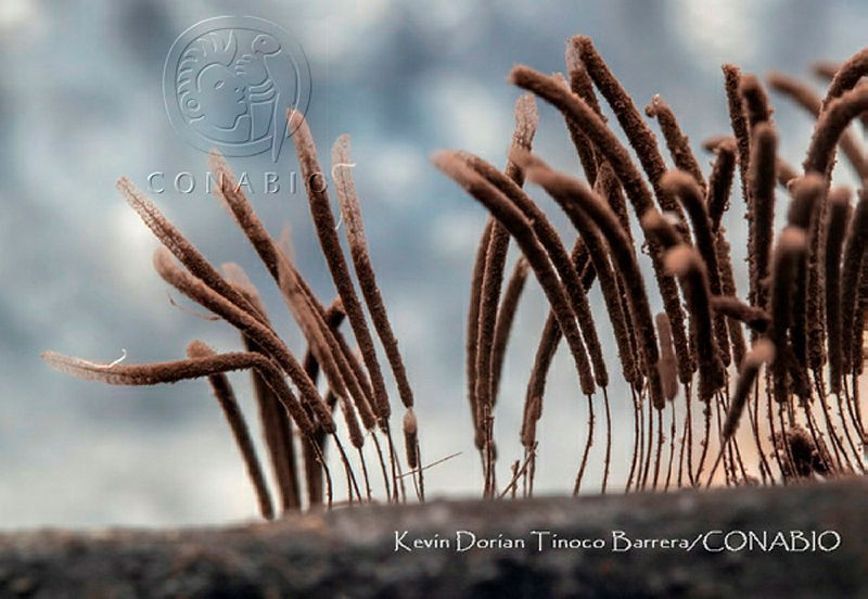 KDTB001%20Stemonitis%20splendens.jpg.4yensv zMVNjvyljQA3g0JtbmFja29CbnFuZ3NAbXJ6LGtwZwA.4ZllJi55Bt