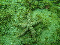 JAJ0352 Echinaster serpentarius.jpg