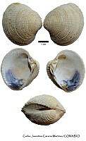 KT014 0221 Chione californiensis.JPG