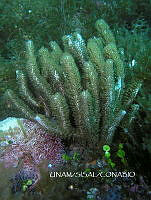 NE018 0068 Pseudoplexaura.jpg