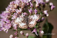 ZAPF0373 Chiomara georgina.jpg