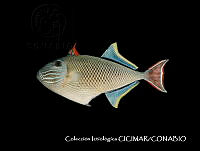 CICIMAR0557 Xanthichthys mento.jpg