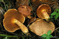 AKL0053 Suillus decipiens.jpg