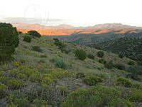 MGvarios43 Chihuahua.jpg