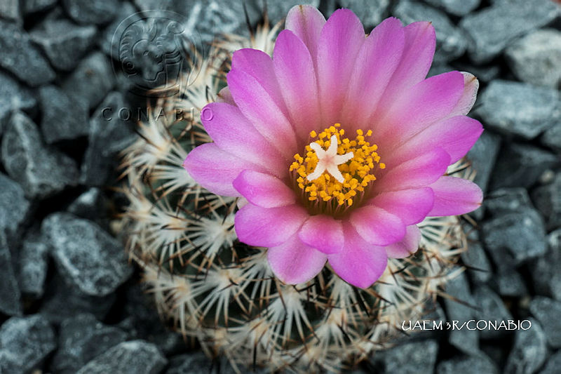 3R%2000996%20Turbinicarpus%20viereckii.tif.nyeBhL31MUWVL2djQA3g0JtbmFja29CbnFuZ3NAbXJ6LGtwZwA.p jJh8 Xw6