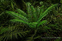 EGP0433 Ceratozamia mexicana.JPG
