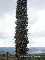 IRR 0030 Agave kerchovei.jpg