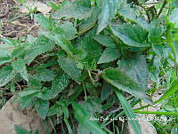 ZG007 0152 Melissa officinalis.jpg