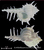 KT014 0633 Vokesimurex cabritii.JPG