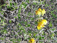 OTVHK040-890 Senna unijuga.TIF