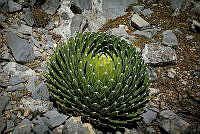 FBA0447 Agave victoriae-reginae.jpg