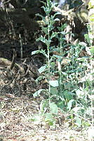 SG002 0020 Brassica oleracea.jpg