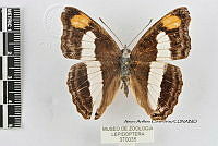 JF018 0458 Doxocopa pavon theodora.jpg