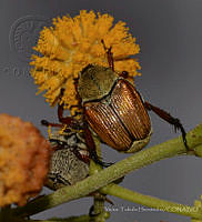 VHHT105 Strigoderma sallaei.jpg