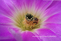 MN6PyH0018 Echinocereus pentalophus.jpg