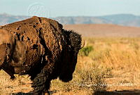 PGS004 Bison bison.jpg
