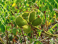 MRG 1027 Guilandina bonduc.JPG