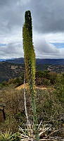 RG019 0111 Agave connvallis.jpg