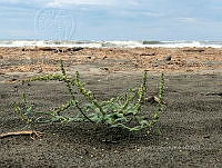 RG034 0026 Amaranthus gregguii.jpg