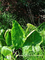 ZG007 0224 Sagittaria macrophylla.jpg