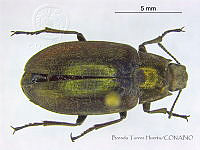 BTH0144 Nicrophorus tomentosus.jpg