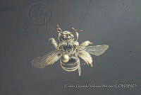 CGVM1183 Exomalopsis solani.jpg