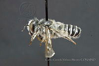 CGVM1199 Megachile onobrychidis.jpg