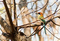 AHGG001 Momotus mexicanus.jpg