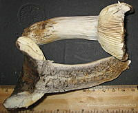 RGO0427 Russula albonigra.JPG