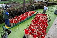 3R 01462 Euphorbia pulcherrima.jpg