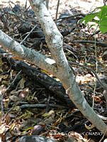 MRG-2017-296 Rauvolfia tetraphylla (MRG-7jul17-h).JPG