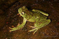 LJCP003 Plectrohyla acanthodes.jpg