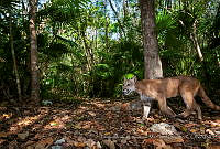 FCMB010 Puma concolor.jpg