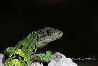 EAOS001 Ctenosaura similis.jpg