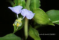 Yolox 2055 Commelina erecta.jpg