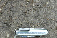 HVBR0125 Conepatus leuconotus ssp. leuconotus.JPG