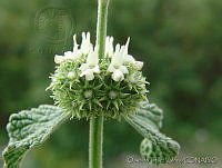OTV4452 Marrubium vulgare.jpg