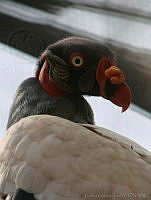 CGL2036 Sarcoramphus papa.jpg