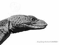 SSS0008 Xenosaurus platyceps.JPG