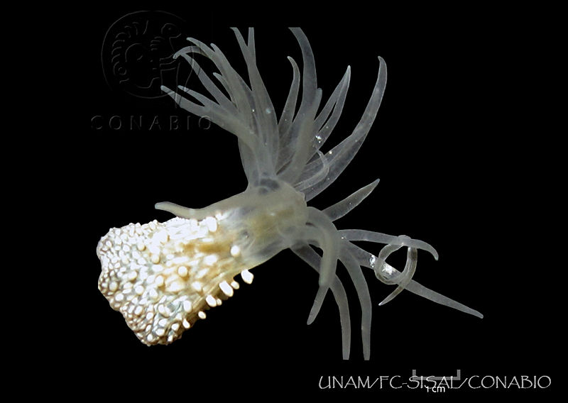 UNAM FC SISAL 0208%20Bunodeopsis%20antilliensis.jpg.rSff6YD1MZ1fBYthQA3g0JtbmFja29CbnFuZ3NAbXJ6LGtwZwA.Svw6bexe91
