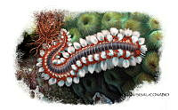 NE018 1043 Hermodice carunculata.jpg