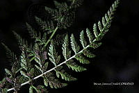 Zautla 0190 Cystopteris fragilis.jpg