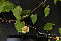 ME010 KV 01491 Dictyanthus asper (Mill.) W.D. Stevens, 2000_.JPG