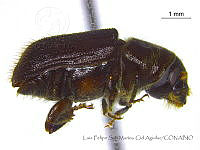LFSMCA0118 Dendroctonus adjuntus.jpg