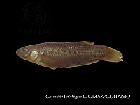CICIMAR0204 Fundulus parvipinnis.jpg