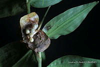 JDA D 07210 Commelina rufipes Seub. var. glabrata (D. R. Hunt) Faden & D. R. Hunt.jpg