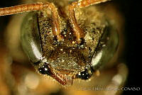 CB_JM_RA0618 Nannotrigona perilampoides.jpg