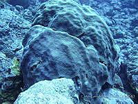 CGG0877 Orbicella faveolata.JPG